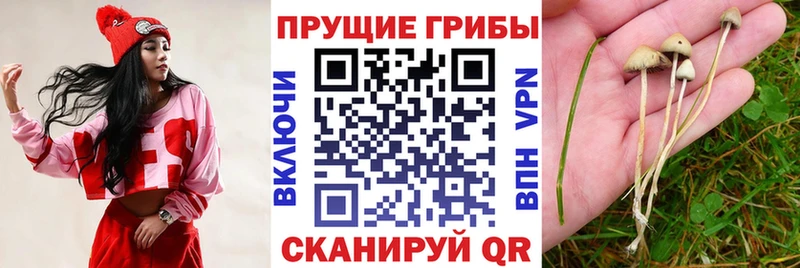 Купить  Корсаков  Псилоцибиновые грибы мицелий 
